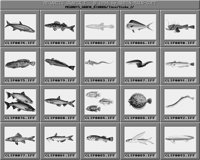 Fische_2_B.iff