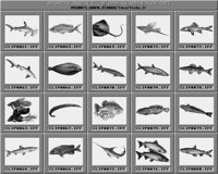 Fische_2_A.iff