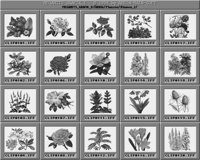 Blumen_2_C.iff