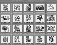 Blumen_2_B.iff