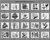 Blumen_2_A.iff