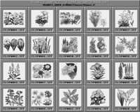 Blumen_1_C.iff