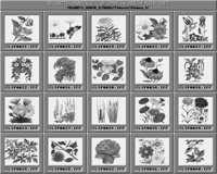 Blumen_1_B.iff