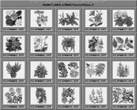 Blumen_1_A.iff