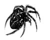 CLIP0351.IFF.gst.iff
