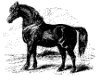 CLIP0119.IFF.gst.iff