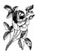 CLIP0062.IFF.gst.iff