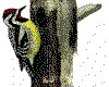 CLIP0058.IFF.cst.iff