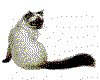 CLIP0004.IFF.cst.iff