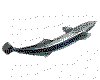 CLIP0046.IFF.cst.iff