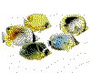CLIP0011.IFF.cst.iff