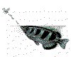 CLIP0003.IFF.cst.iff