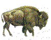 CLIP0113.IFF.cst.iff