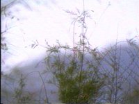 717700.PICT