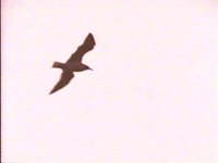 708000.PICT