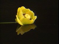 515900.PICT