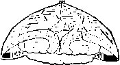 H_HIM155.eps