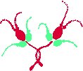 Seedsprout Twins.eps