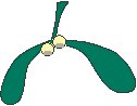 Mistletoe 1.eps