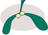 Mistletoe 2.eps