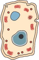 Biology - Animal Cell.eps