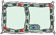 Biology - Plant Cell.eps