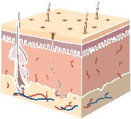 Biology - Skin Section.eps