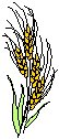 Wheat 1.eps