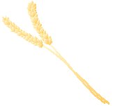Wheat 2.eps
