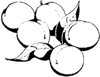 Apricots.eps