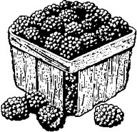 Blackberries.eps