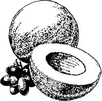 Cantaloupe.eps