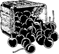 Cherries in Box 2.eps