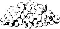 Grapes 09.eps
