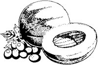 Muskmelon.eps