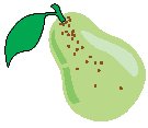 Pear 1.eps