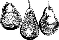 Pears 1.eps