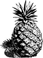 Pineapple 2.eps