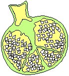 Pomegranate.eps