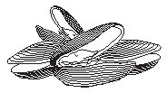 Clams.eps