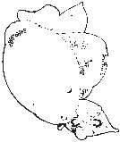 Lemons 2.eps