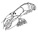 Lobster 2.eps