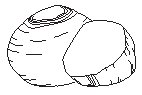 Rutabaga.eps