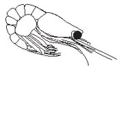 Shrimp.eps