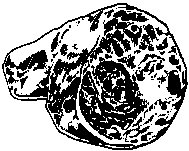 Ham Shank 1.eps