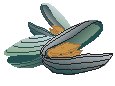 Clams 1.eps