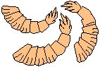Shrimp 1.eps