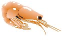 Shrimp 3.eps