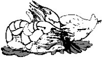 Shrimp 4.eps