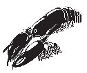 Lobster 2.eps